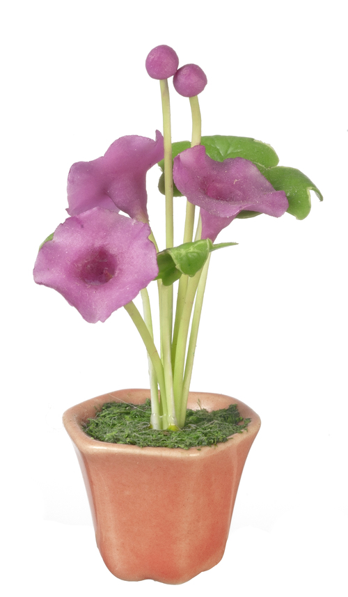 MORNING GLORIES IN POT/LA