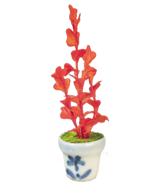 IVY AUTUMN PLANT IN POT